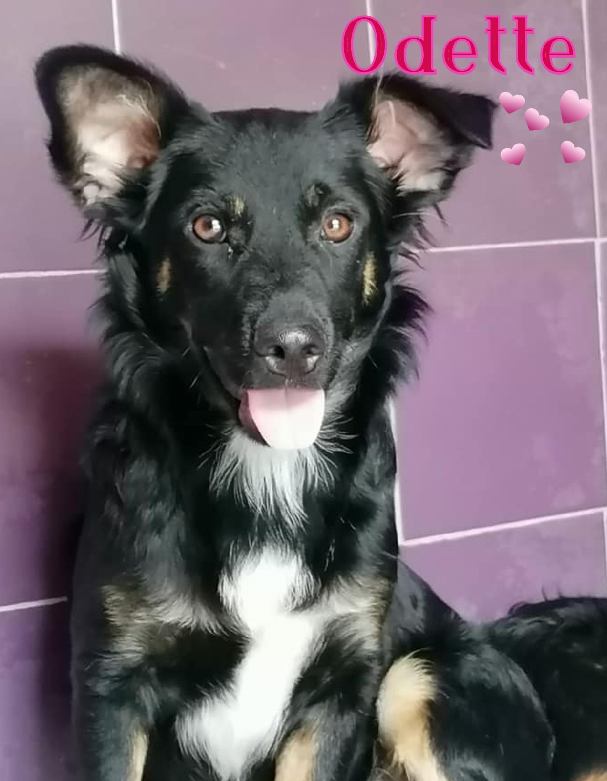 Odette Mesi Taglia Medio Piccola Cane A Latina In Regalo