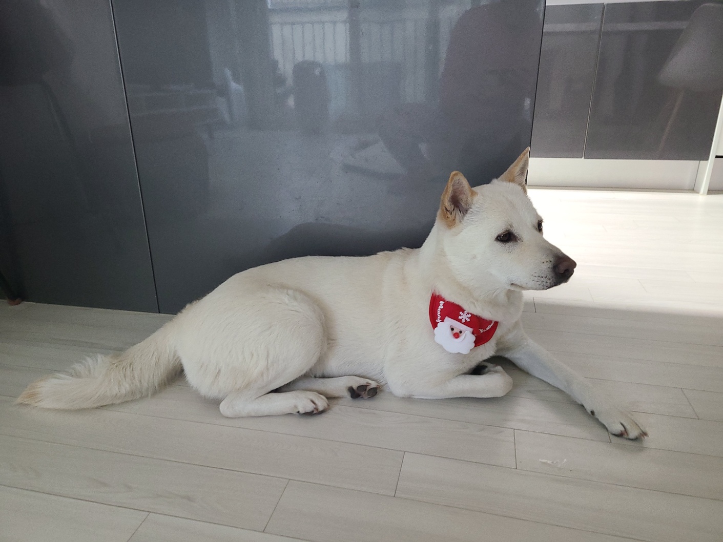Due dolcissimi Jindo coreani - media 5