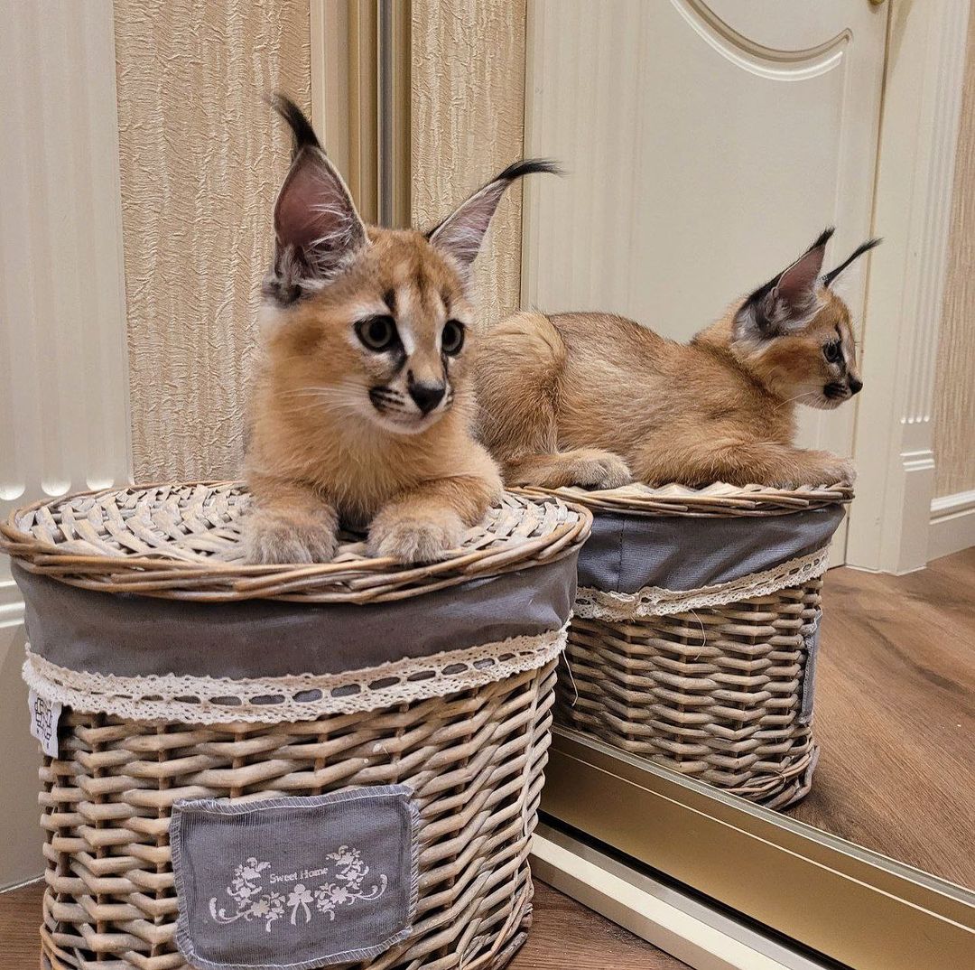 disponibile gattino caracal e serval - media 2