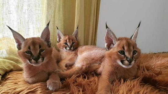 disponibile gattino caracal e serval