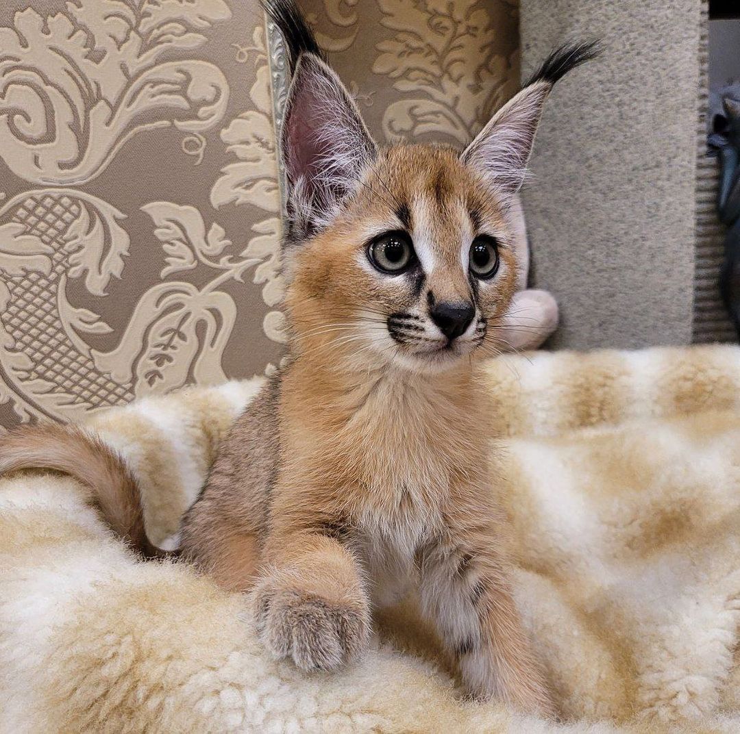 disponibile gattino caracal e serval - media 4