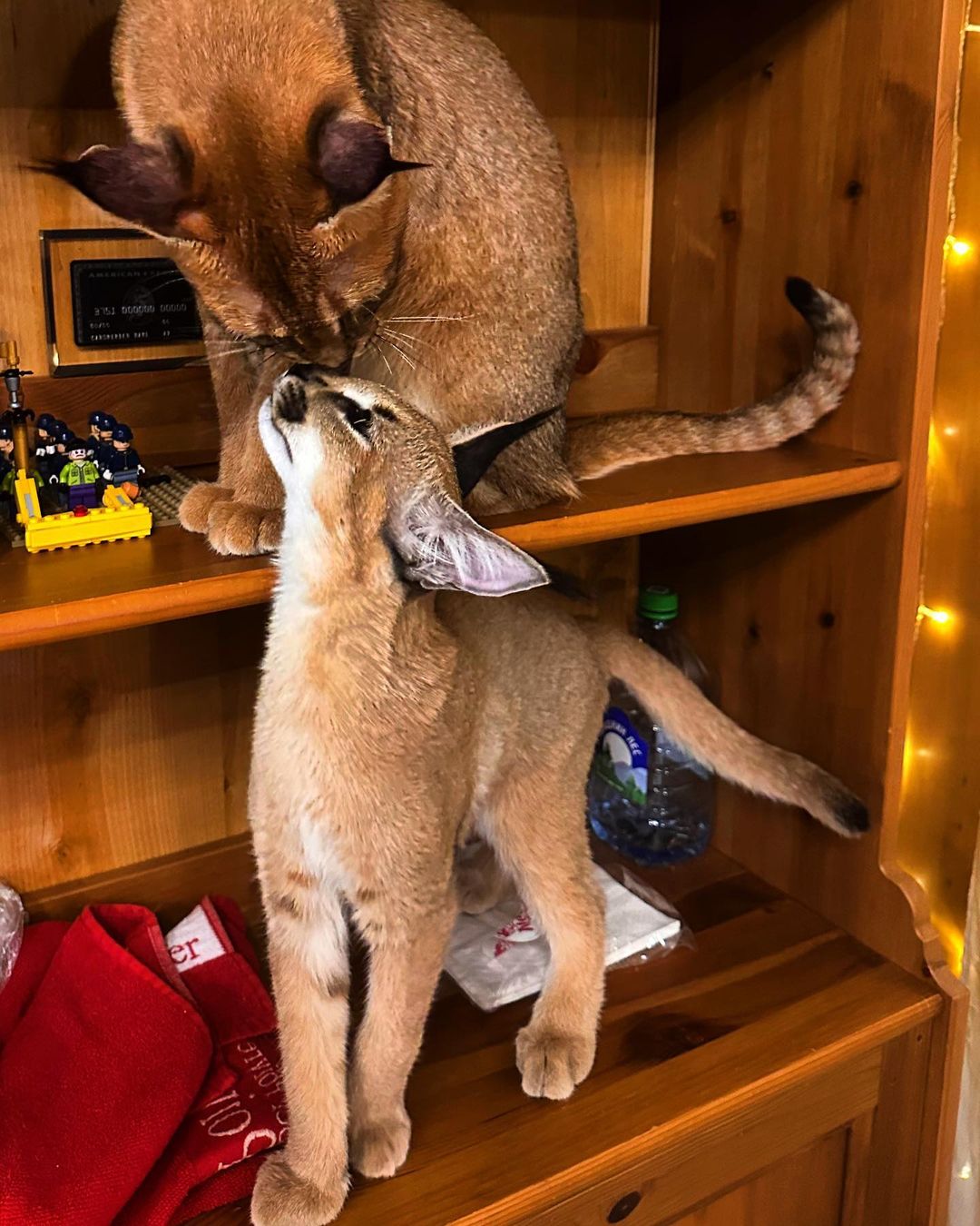 disponibile gattino caracal e serval - media 5