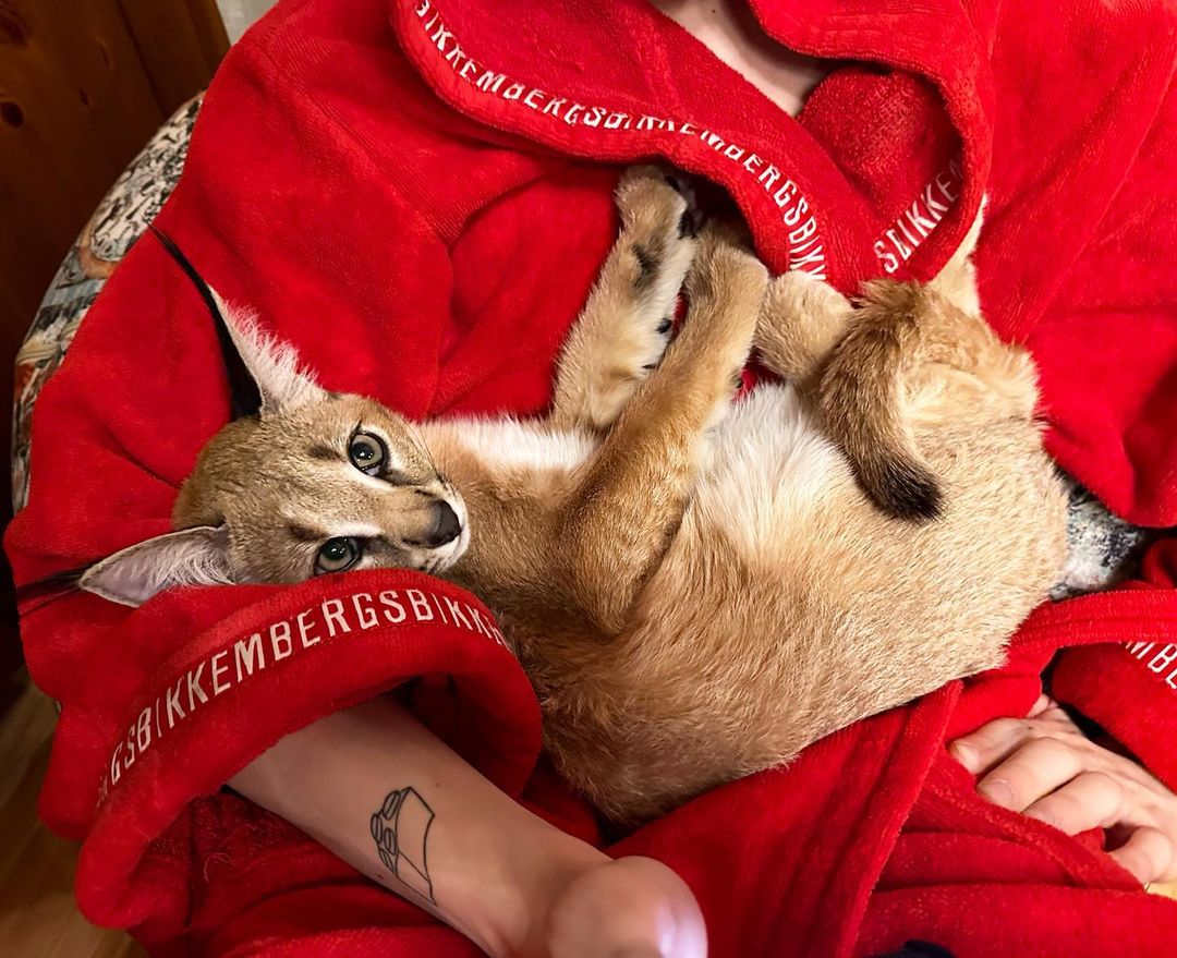 disponibile gattino caracal e serval - media 6