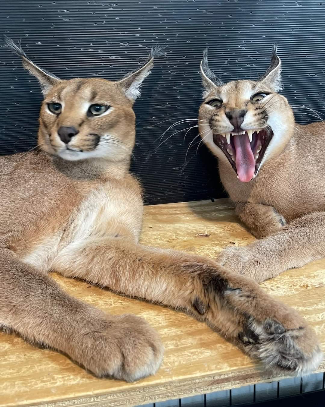 disponibile gattino caracal e serval - media 7