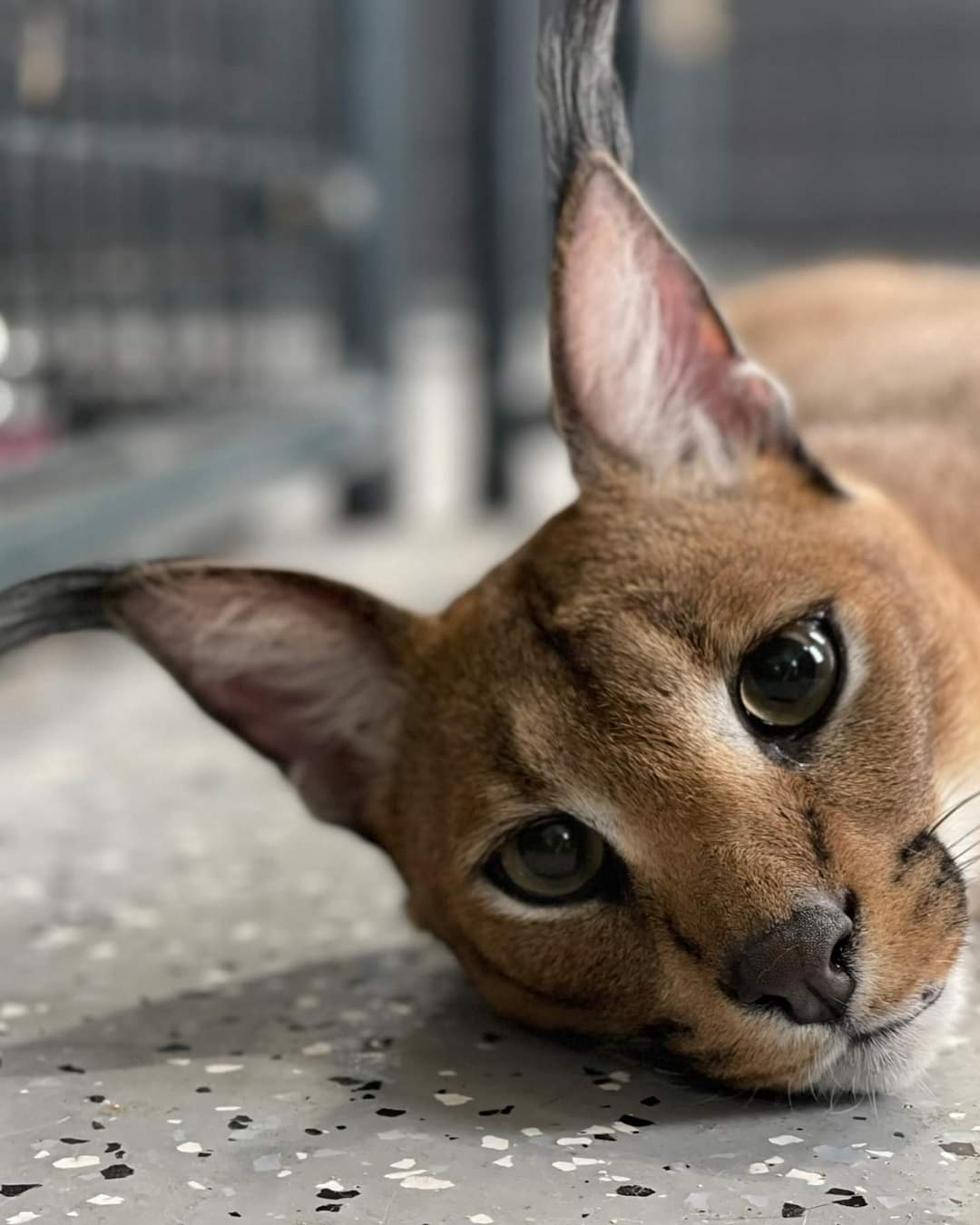 disponibile gattino caracal e serval - media 8