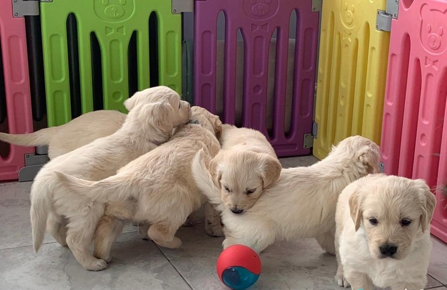 Hermosos cachorros Golden Retriever