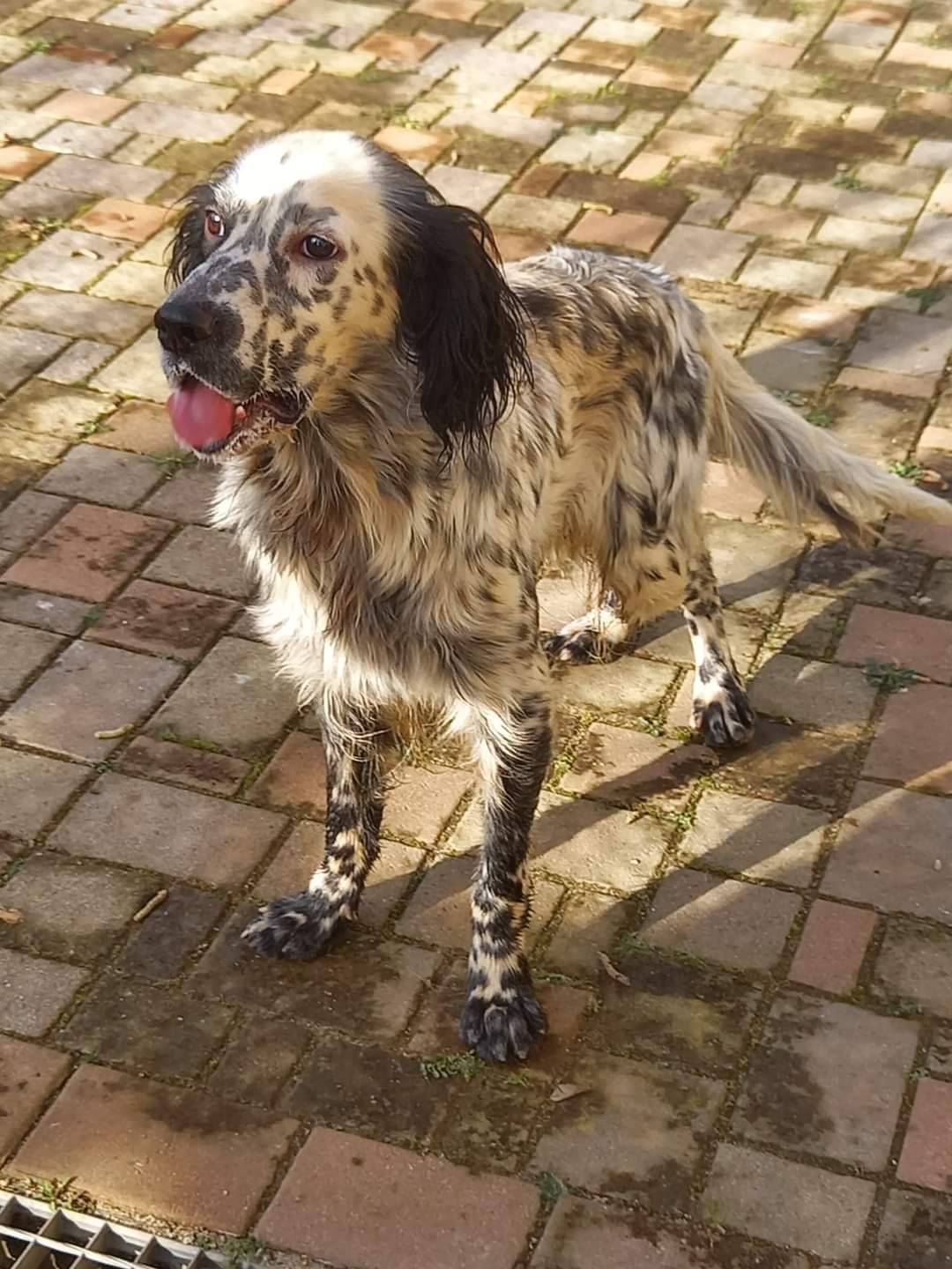 Giovane Setter Inglese Cerca Casa 