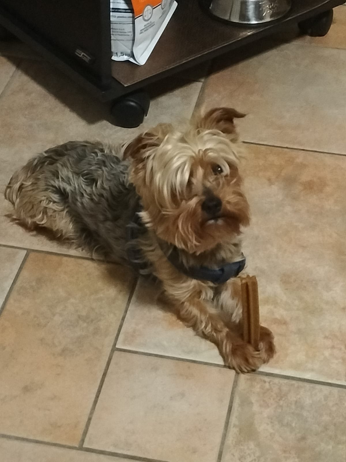 Regalo Yorkshire Terrier 