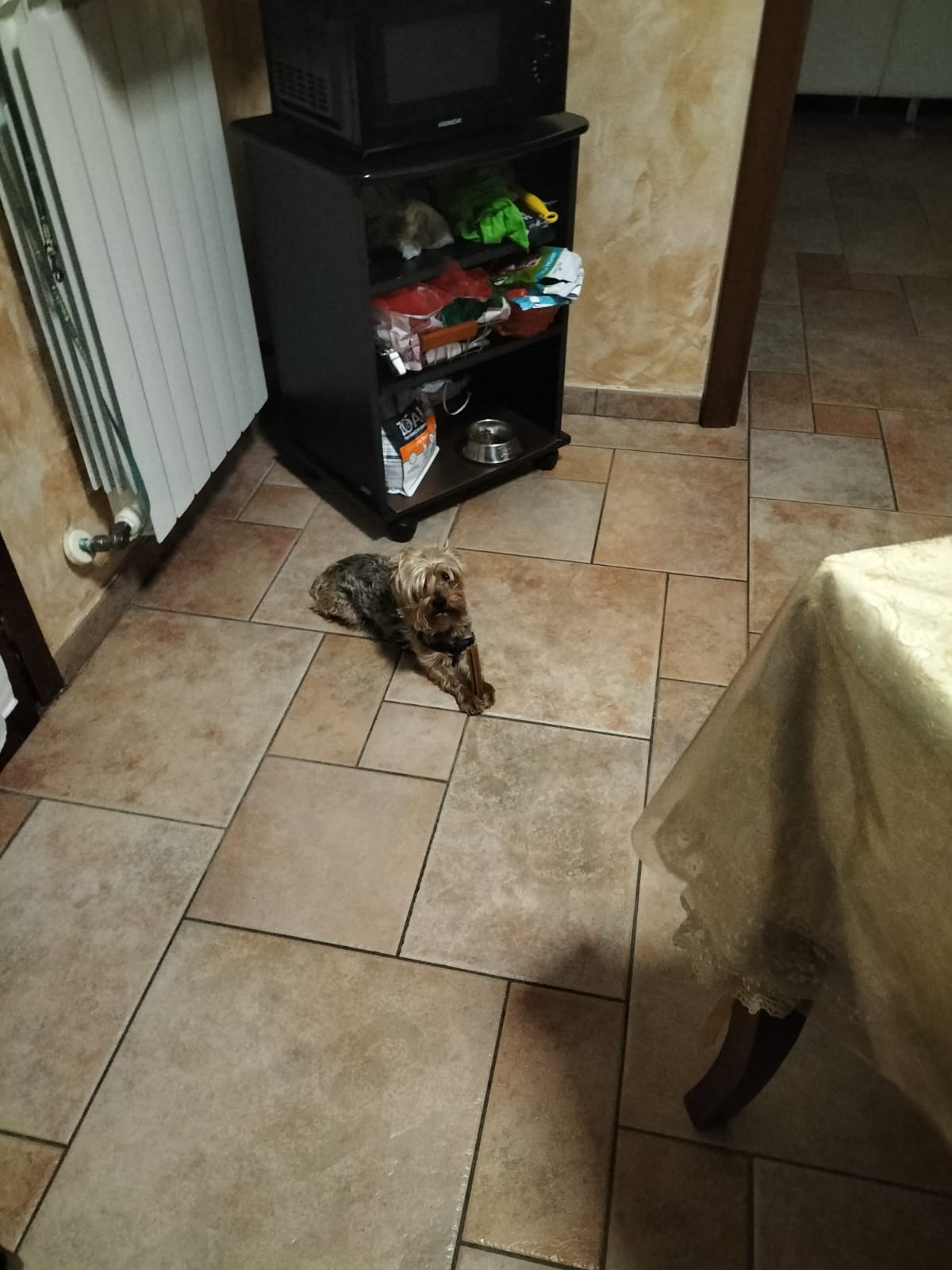 Regalo Yorkshire Terrier  - media 2