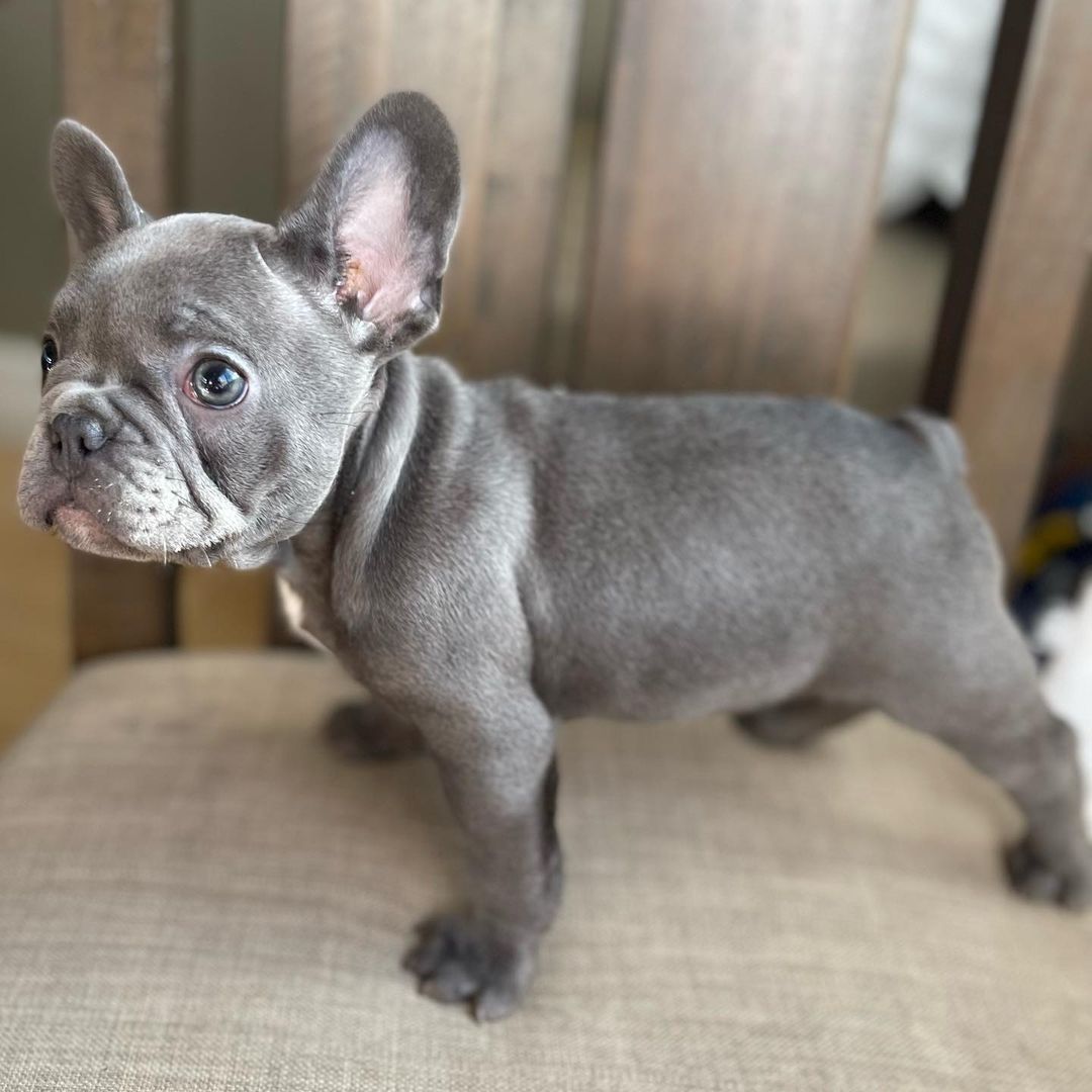 BULLDOG FRANCESE!!  - media 2