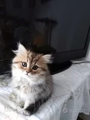 Gattini Persiani - media 2