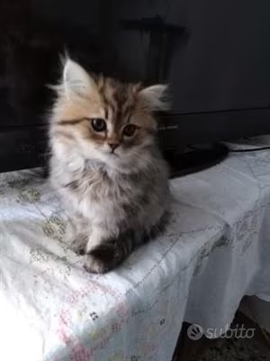 Gattini Persiani