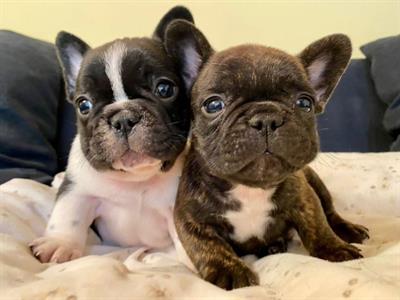 Disponibili cuccioli di bulldog francese