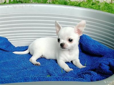 Chihuahua toy cuccioli