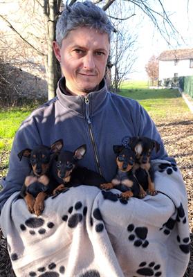 Pinscher cuccioli genitori visibili