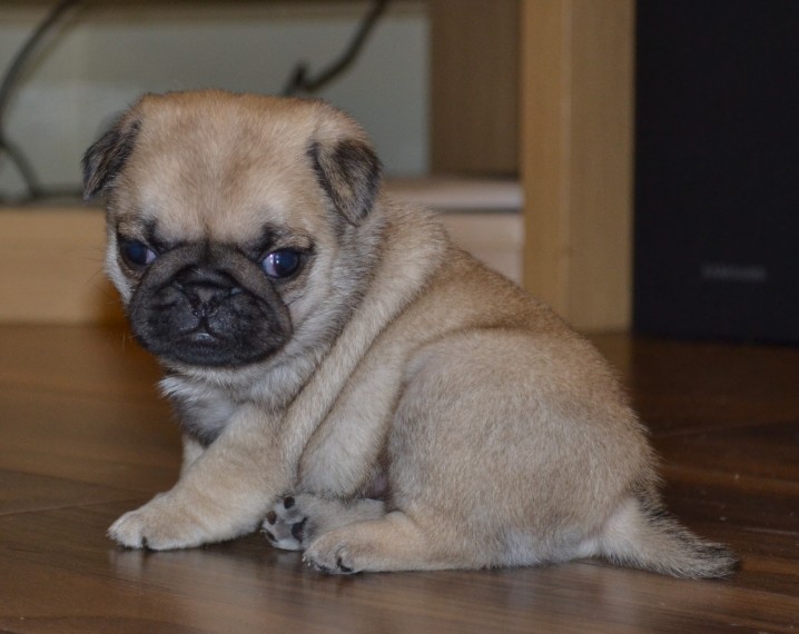 Cuccioli di Carlino in adozione
