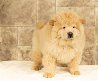 Due cuccioli di chow chow disponibili per l'adozione