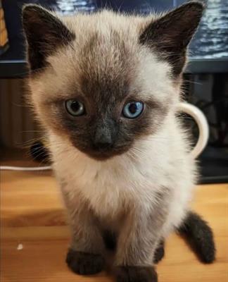cuccioli di siamese thai di rara bellezza nel colore seal point e blue point. 