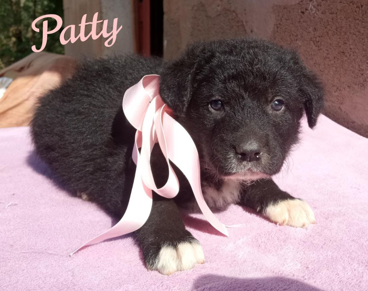 Patty: Cucciola Simil Flat Coat Retriever