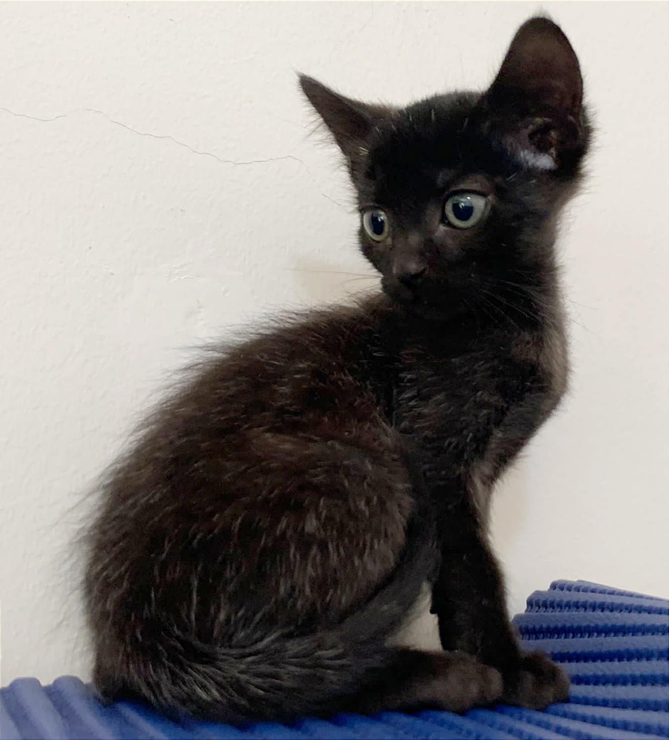 Elas, Gattino Maschio Di 2 Mesi a Teramo in Regalo