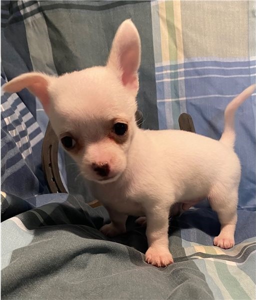 chihuahua è tutto bianco 