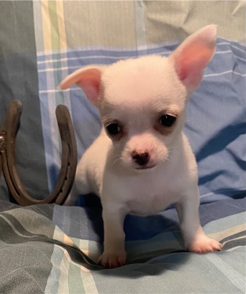 chihuahua è tutto bianco 
