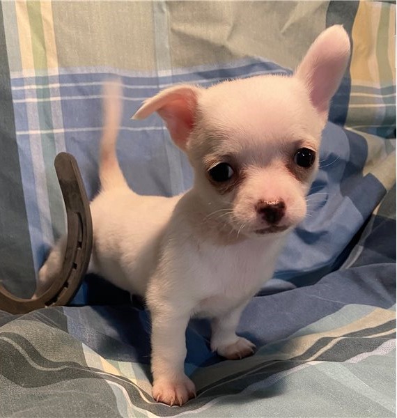 chihuahua è tutto bianco 