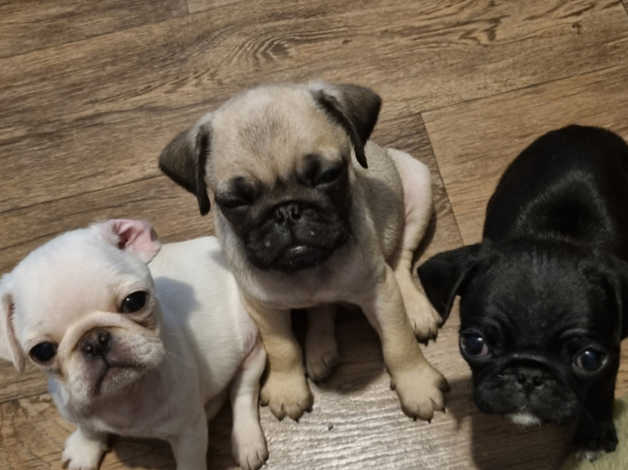 Cuccioli di Carlino