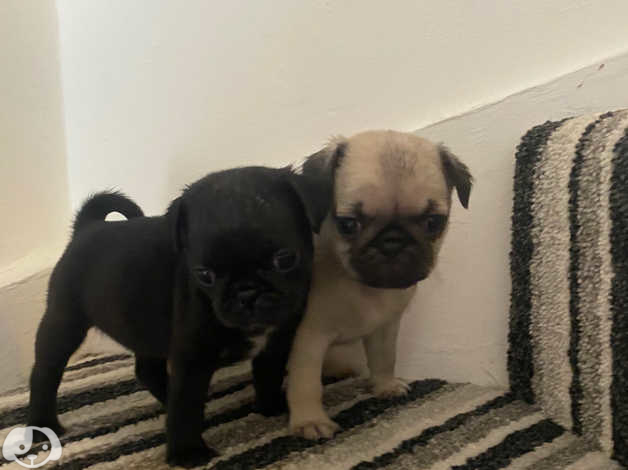 Cuccioli di Carlino - media 3