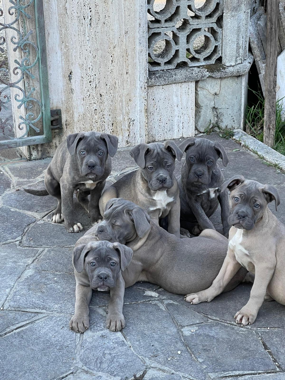 Cucciole di Cane Corso