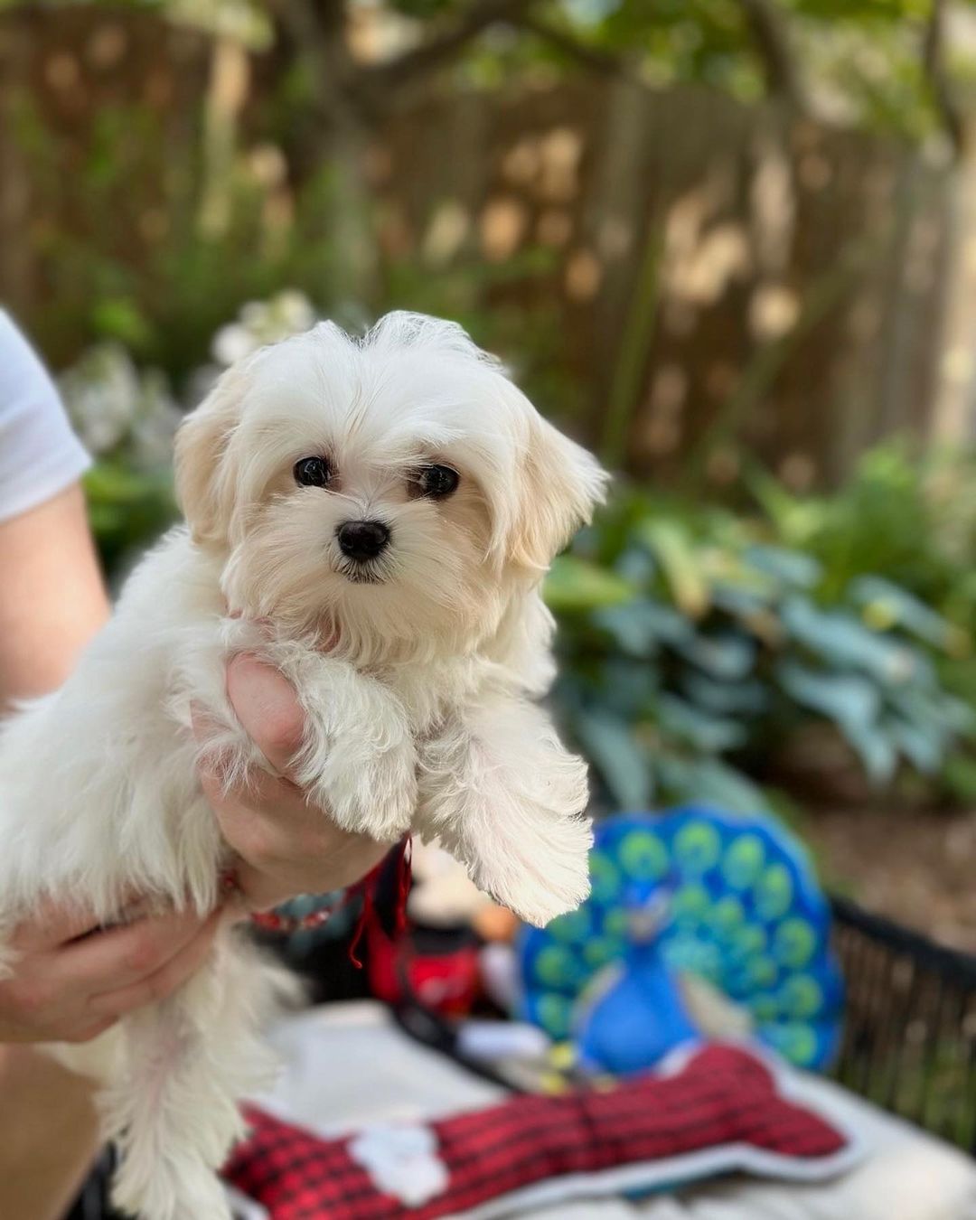 Regalo Bellissimi cuccioli di maltese