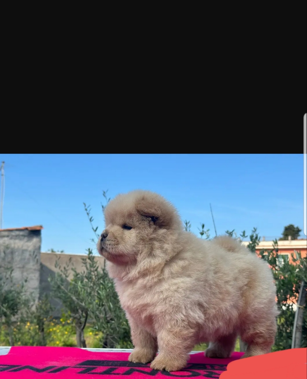 Cuccioli chow chow maschi e femmine in regalo
