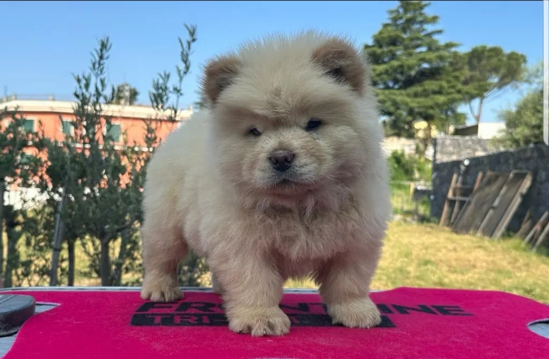 Cuccioli chow chow maschi e femmine in regalo - media 2