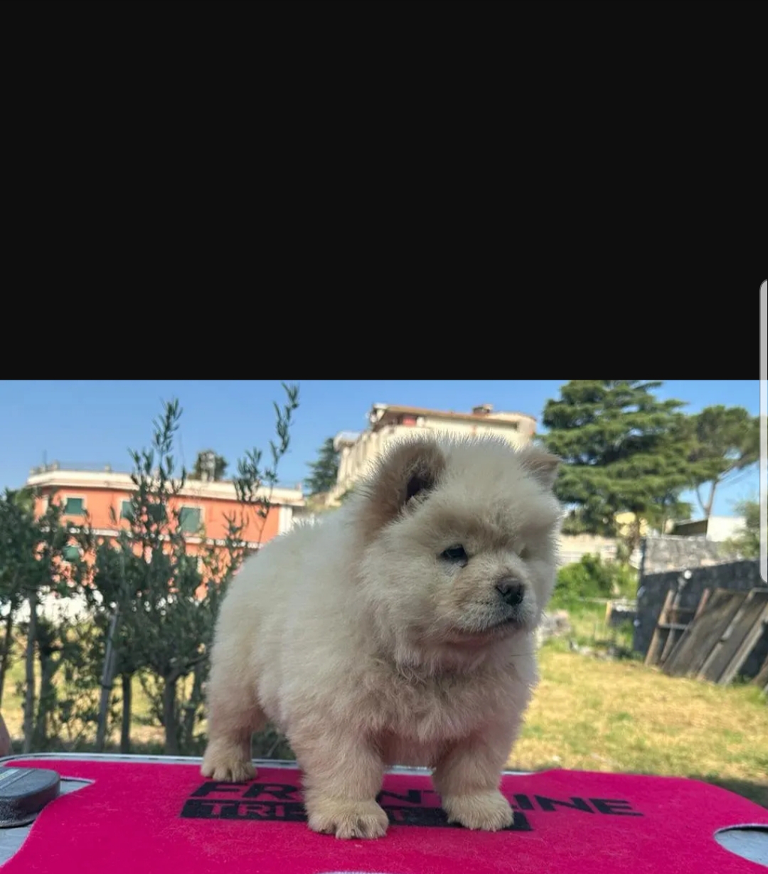 Cuccioli chow chow maschi e femmine in regalo - media 3