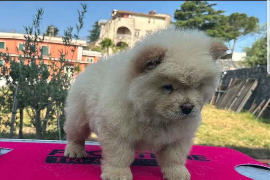 Cuccioli chow chow maschi e femmine in regalo - media 4