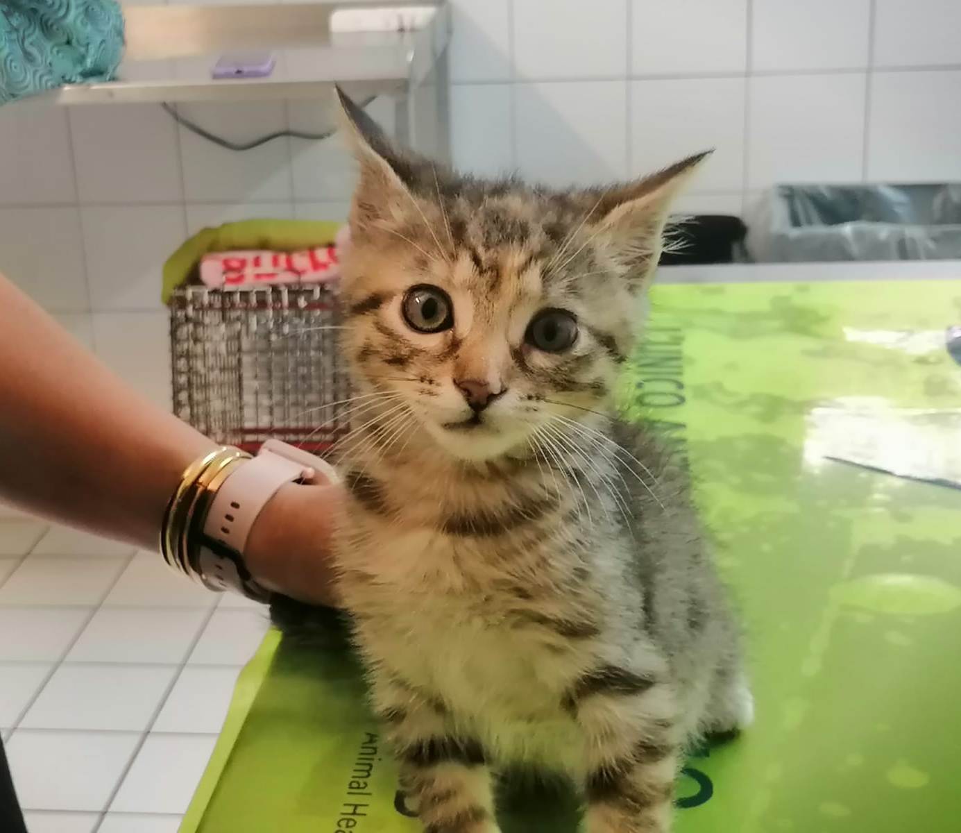 Gnoma: Micina Di 60 Gg. Cerca Famiglia