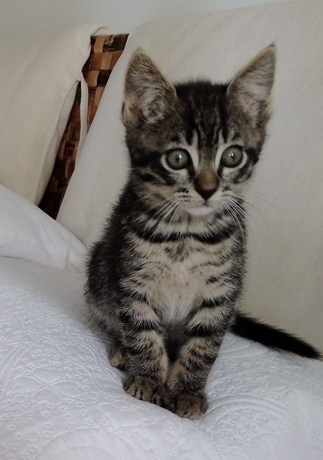 Pippi: Micina Di 90 Gg. Cerca Famiglia