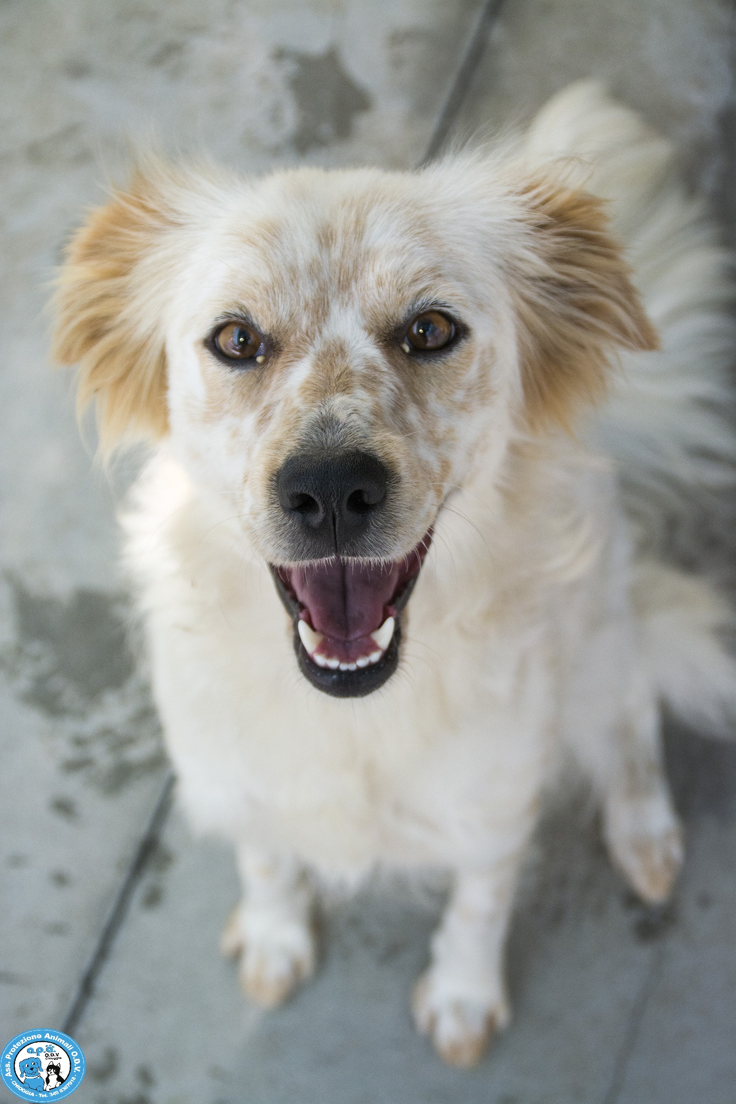 Striscia Di Gomma INFERIORE 52105 - Ricambio Per Barre Thule - Foto 6