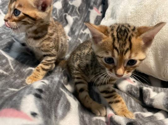 Gattini del Bengala in cerca di una nuova casa