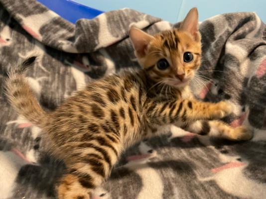 Gattini del Bengala in cerca di una nuova casa