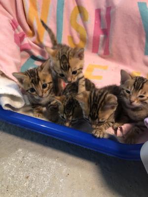 Gattini del Bengala in cerca di una nuova casa