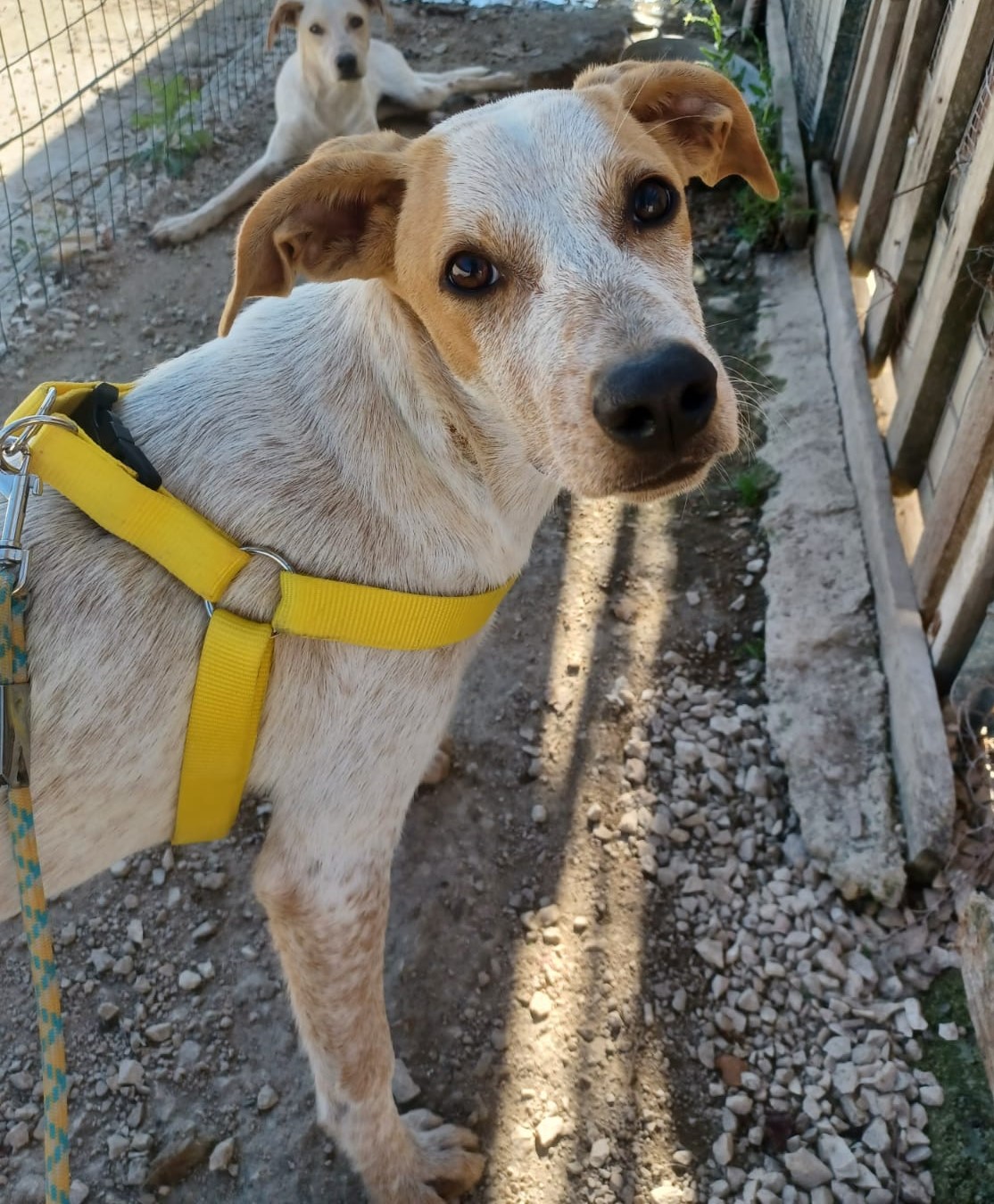 La Dolcezza Di Havana