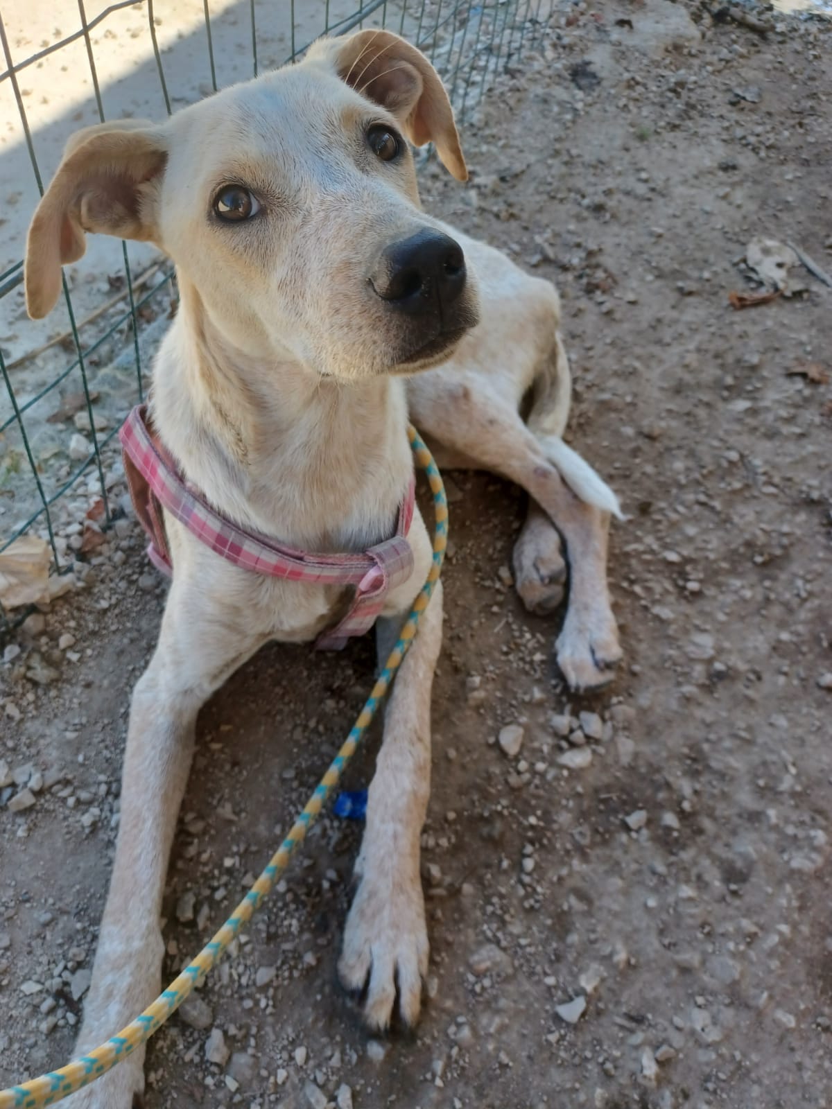 La Piccola Kansas 11 Kili Di Dolcezza