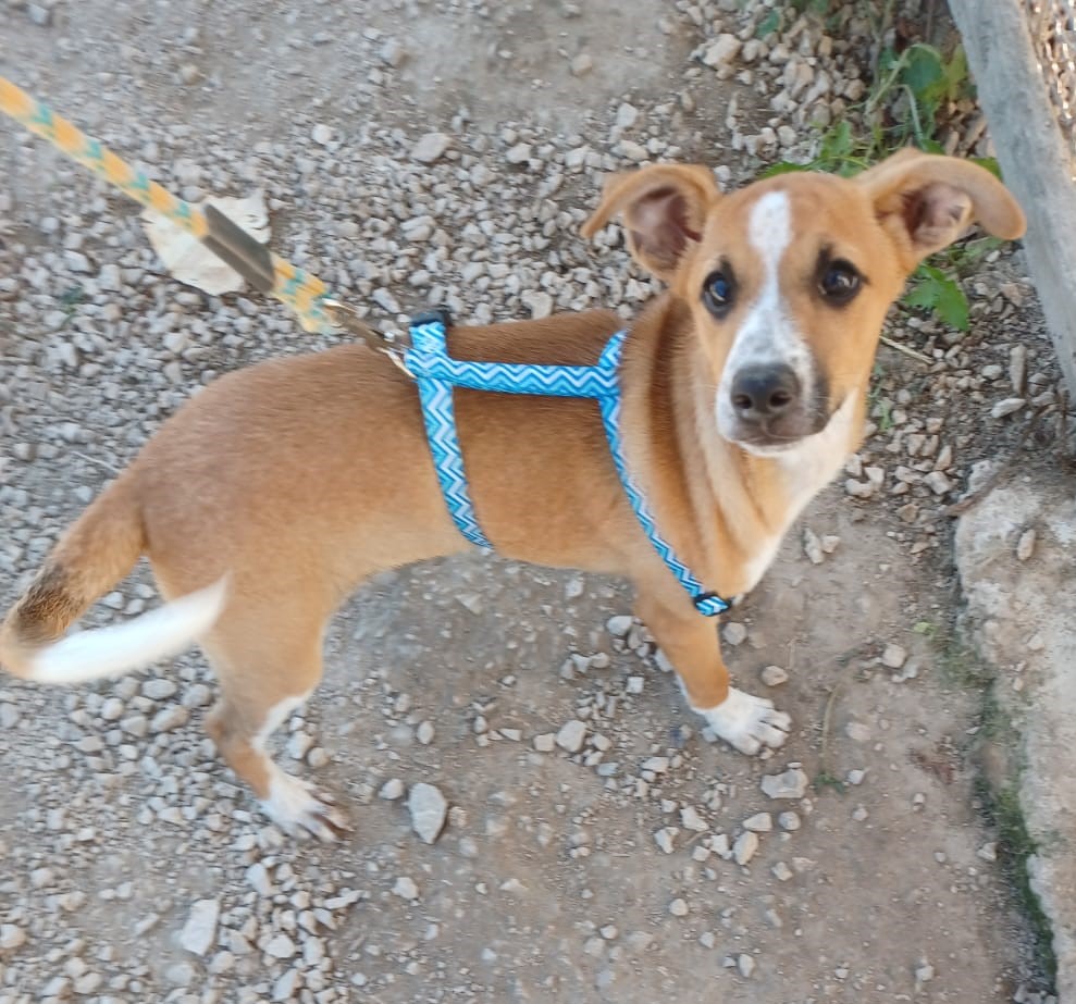 Il Piccolo E Simpatico Damon