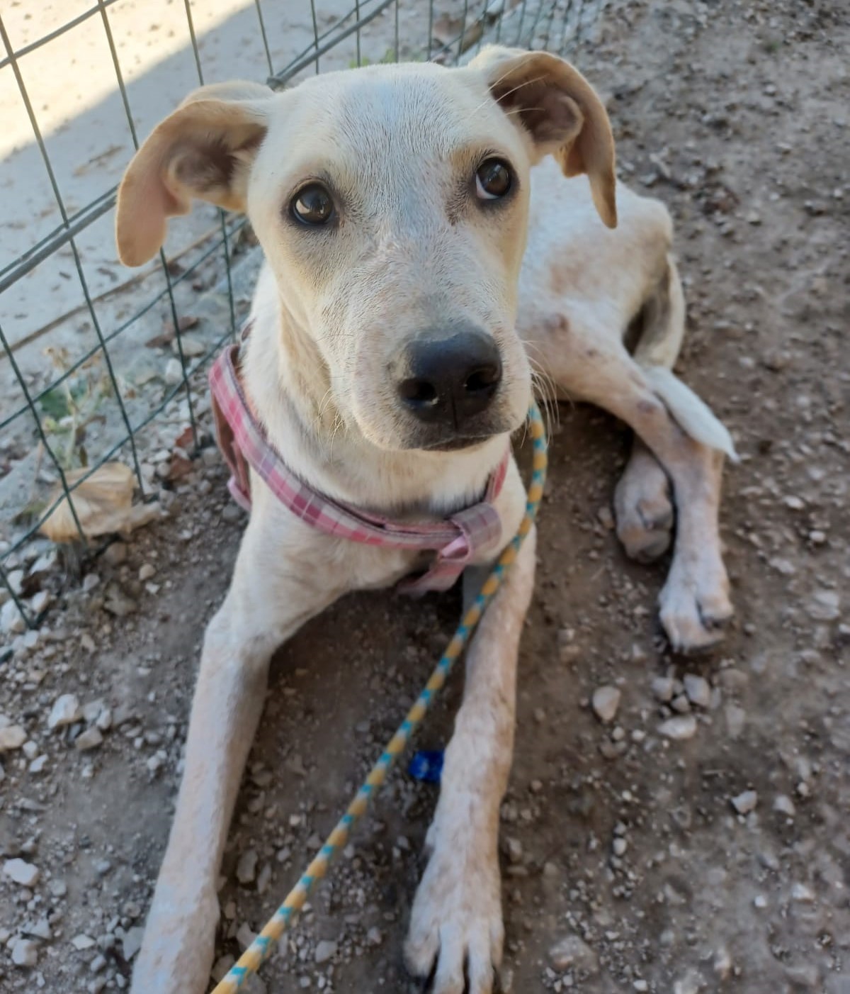 Kansas Cucciolotta Medio Piccola