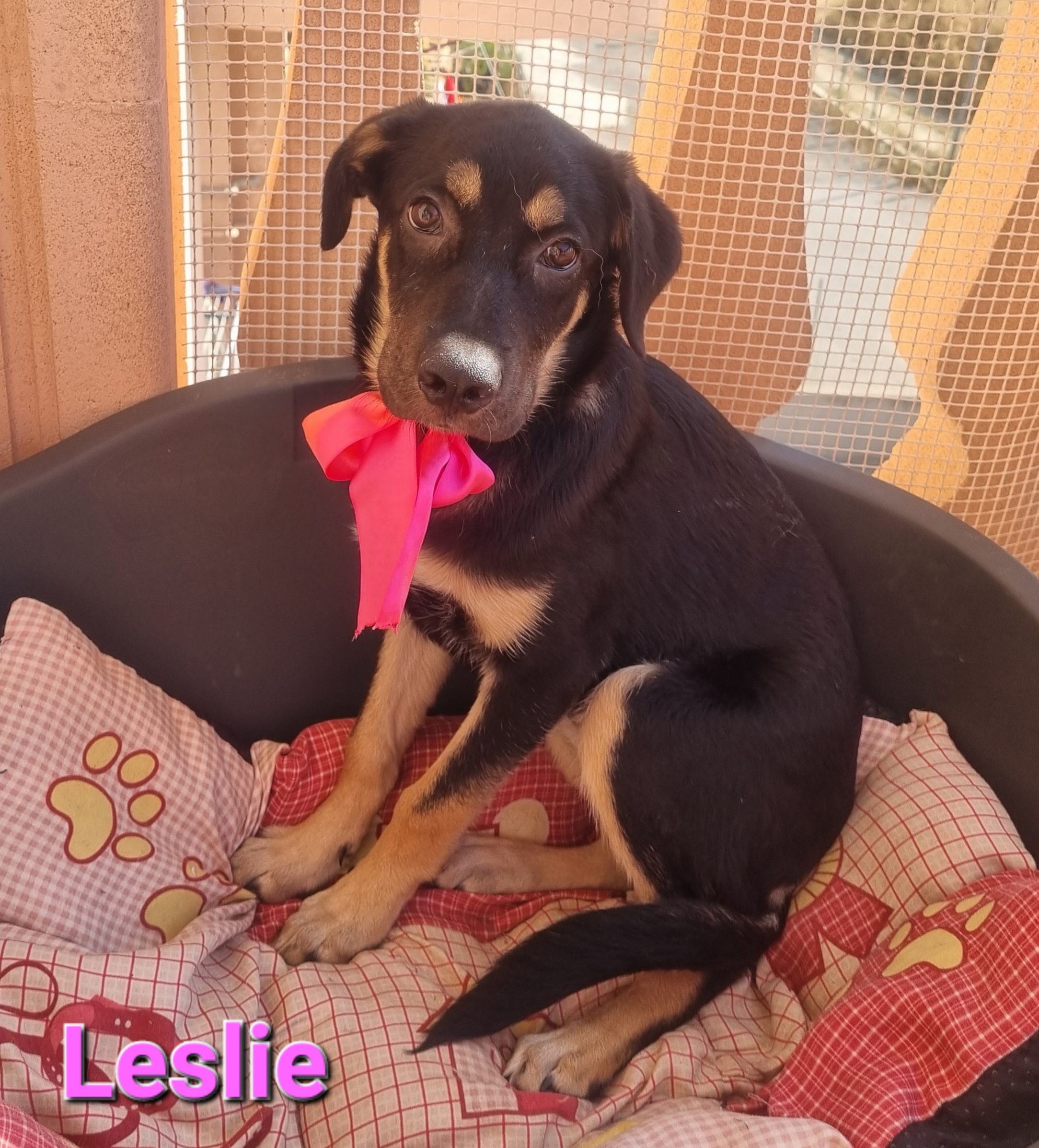 Leslie, Cucciola Simil Segugio