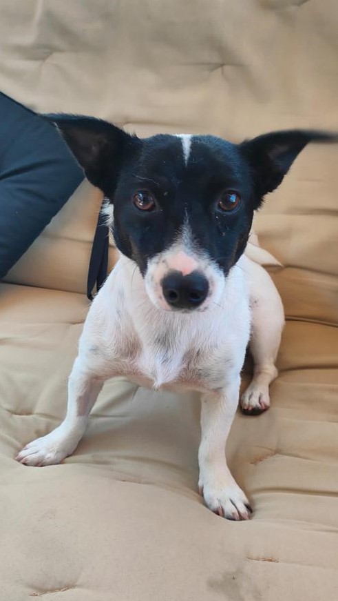 Luna Jack Russel 8 Mesi