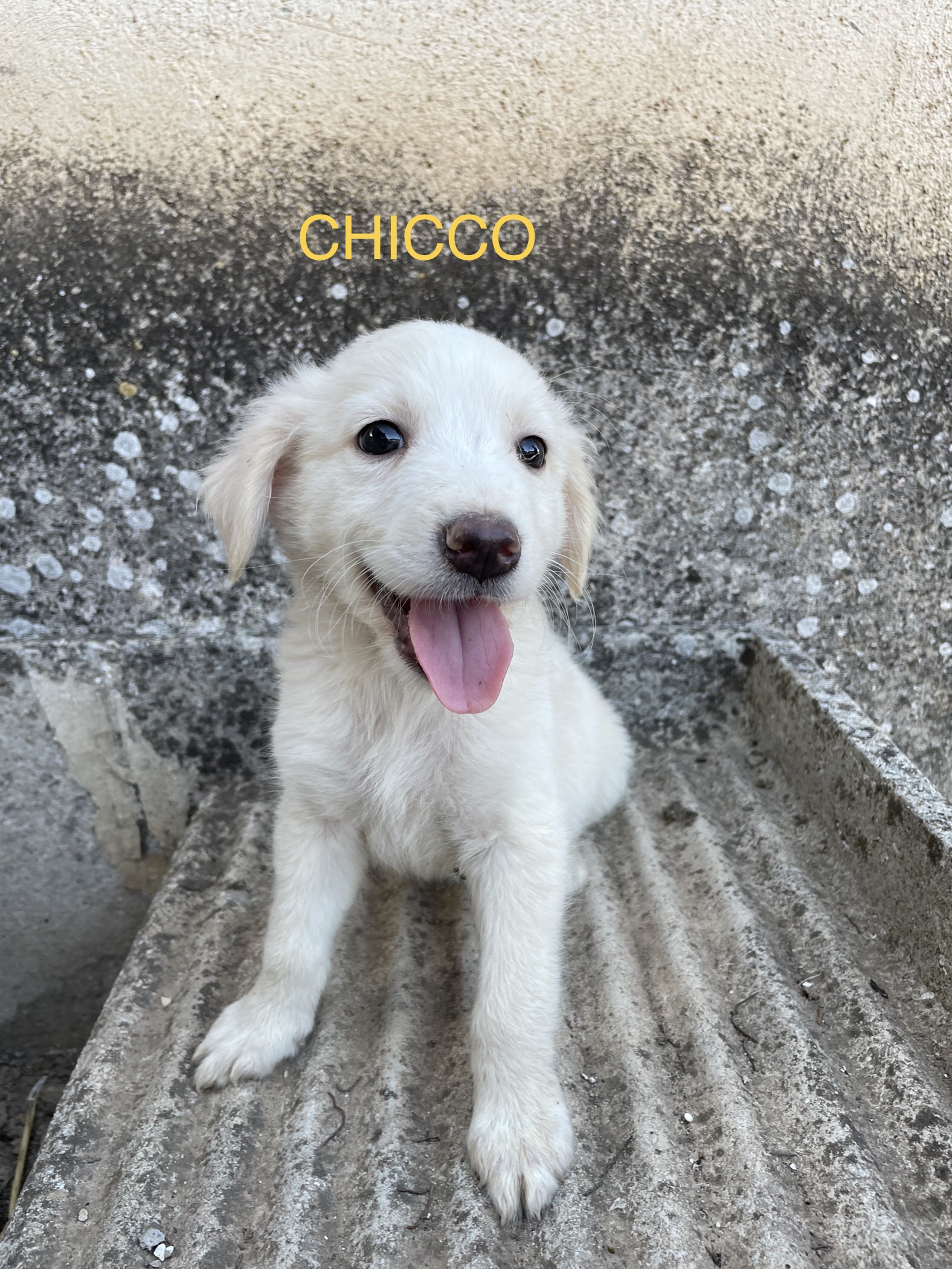 Cucciolo Chicco