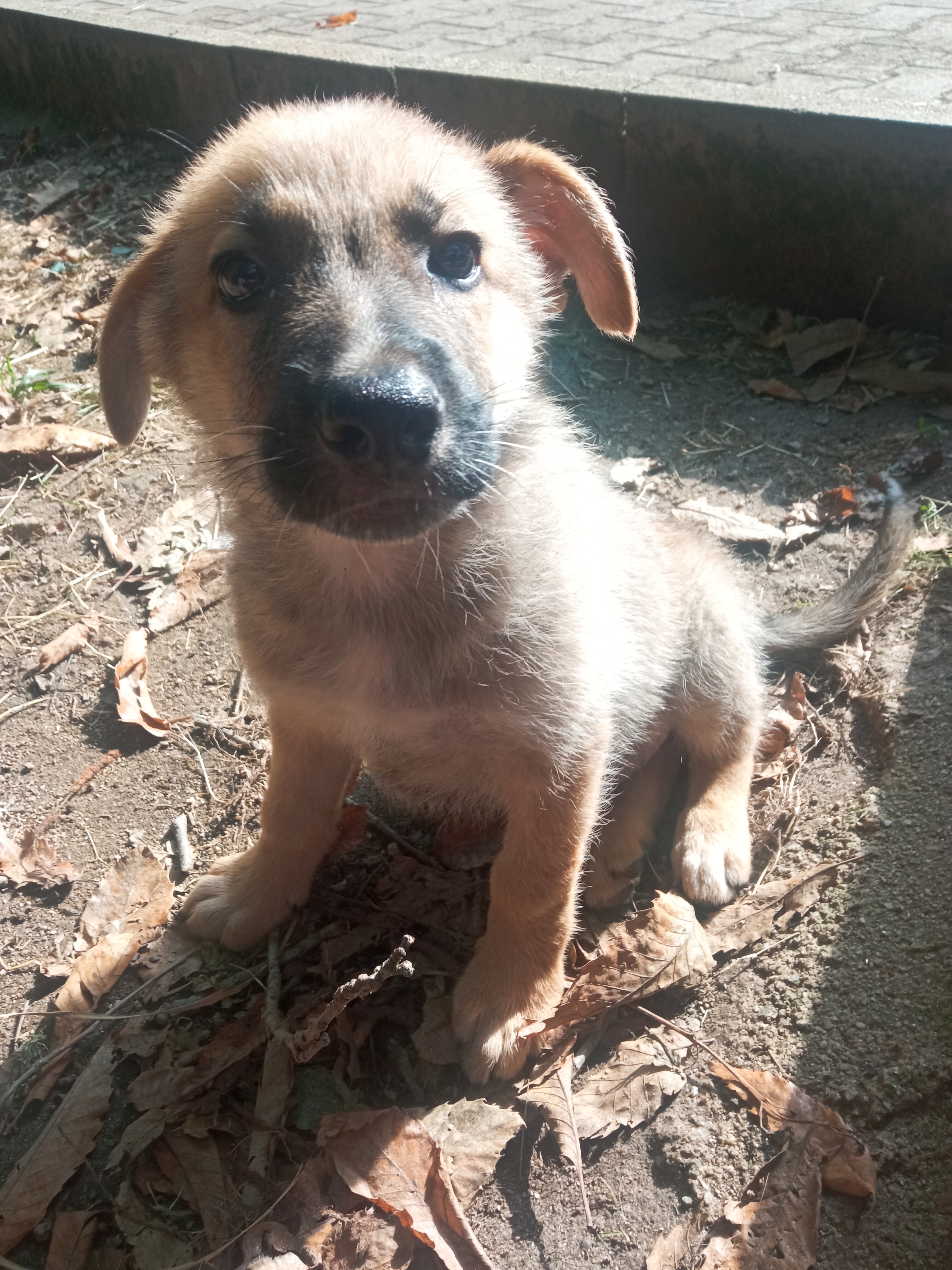 Tg Medio/Grande Da Adulto