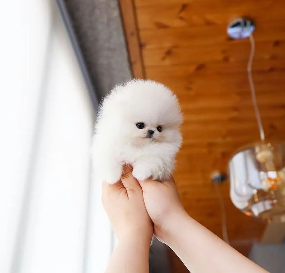 Regalo cucciolo volpino pomerania